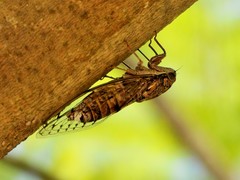 Cicada barbara barbara