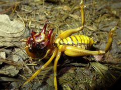 Nasidius pulchriventris