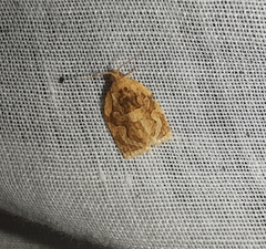 Adoxophyes privatana