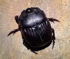 Coprophanaeus corythus