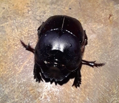 Coprophanaeus corythus