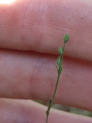 Bupleurum tenuissimum