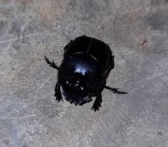 Coprophanaeus corythus