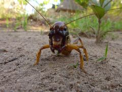 Nasidius pulchriventris