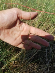 Bupleurum tenuissimum