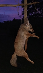 Vulpes bengalensis