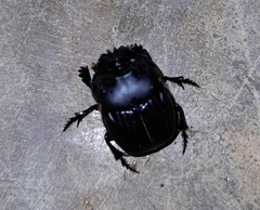 Coprophanaeus corythus