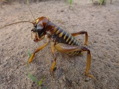 Nasidius pulchriventris