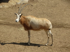 Oryx dammah