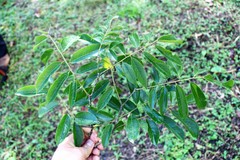 Paramachaerium schunkei