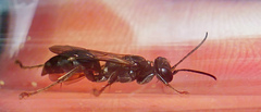 Lyroda subita