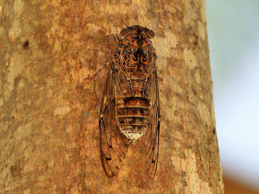 Cicada barbara