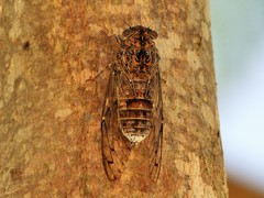 Cicada barbara barbara