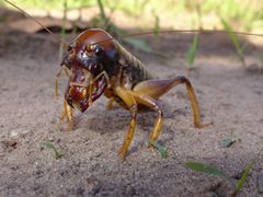 Nasidius pulchriventris
