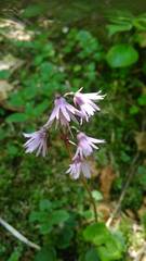 Soldanella