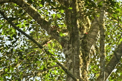 Lepidocolaptes affinis