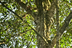 Lepidocolaptes affinis