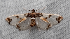 Proleucinodes
