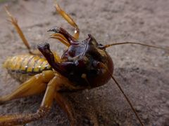 Nasidius pulchriventris