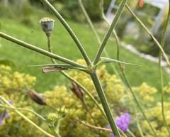 Agriphila straminella