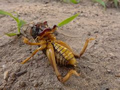 Nasidius pulchriventris
