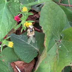 Copestylum apiciferum