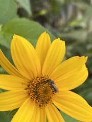 Coelioxys octodentatus