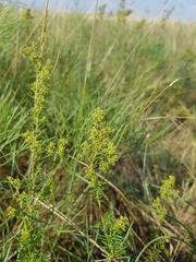 Galium verum