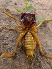 Nasidius pulchriventris