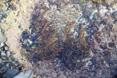 Carpophyllum plumosum