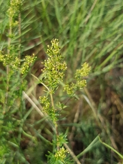 Galium verum