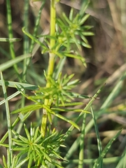Galium verum