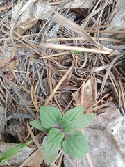 Dracocephalum nutans