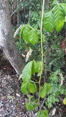Paullinia pinnata