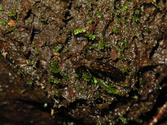 Cephalaeschna risi