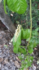 Paullinia pinnata
