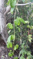 Paullinia pinnata