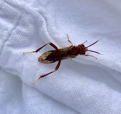 Xyelidae