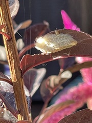 Megalopyge opercularis