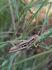 Euchorthippus declivus