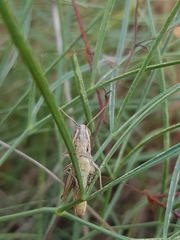 Euchorthippus declivus