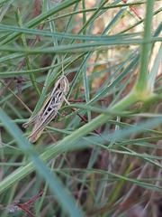 Euchorthippus declivus