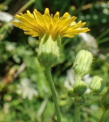 Sonchus arvensis arvensis