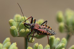 Rhynocoris erythropus