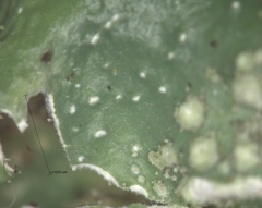 Punctelia borreri