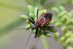 Rhynocoris erythropus