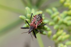 Rhynocoris erythropus