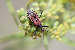 Rhynocoris erythropus