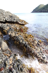 Carpophyllum plumosum