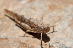 Sphingonotus caerulans